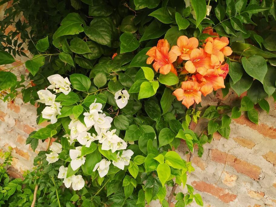 Retreat By Walias Entire Farm Pet-friendly Sports Sohna