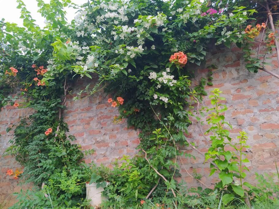 Retreat By Walias Entire Farm Pet-friendly Sports * Sohna